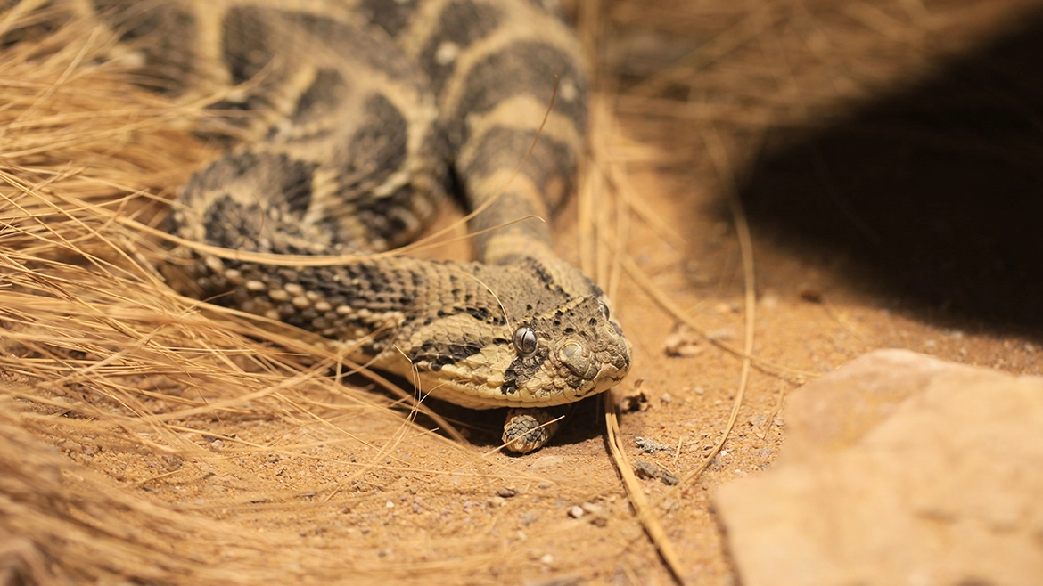 puff adder in south africa